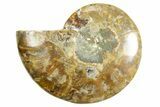 Cut & Polished Ammonite Fossil (Half) - Madagascar #364856-1